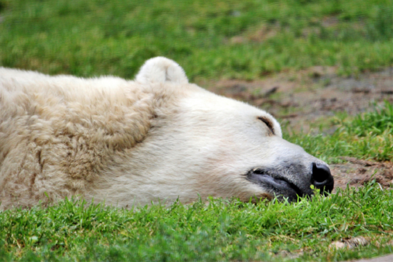 Der Eisbär