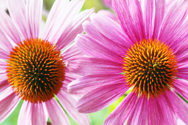 Echinacea