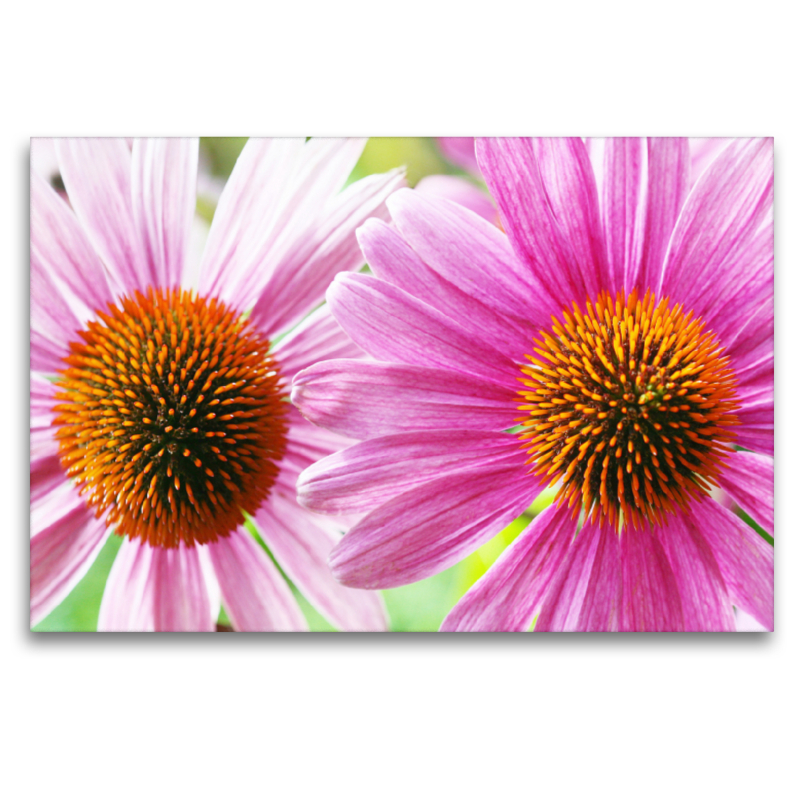 Echinacea