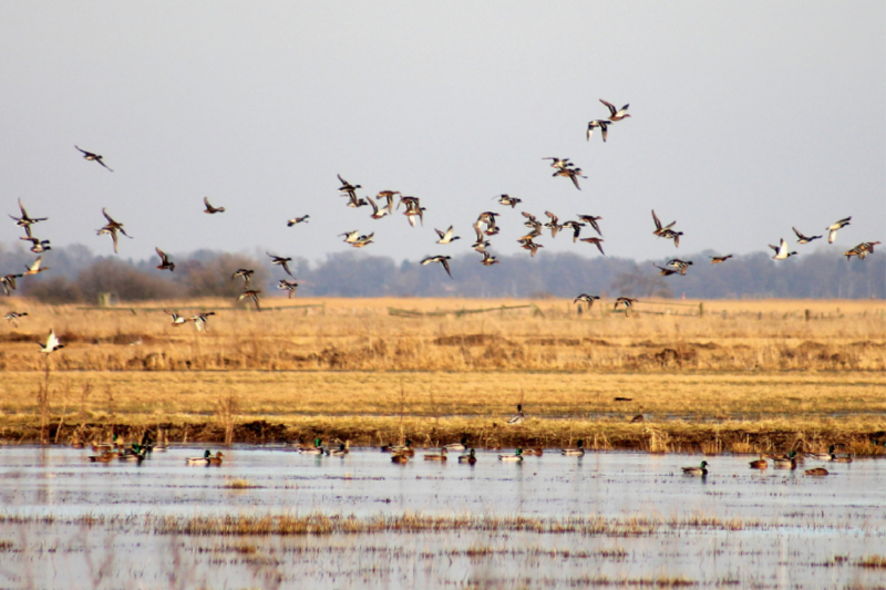 Entenflug im Teufelsmoor