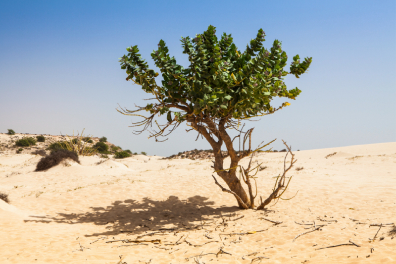 Baum in der Wüste - Boa Vista