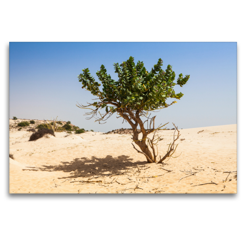 Baum in der Wüste - Boa Vista