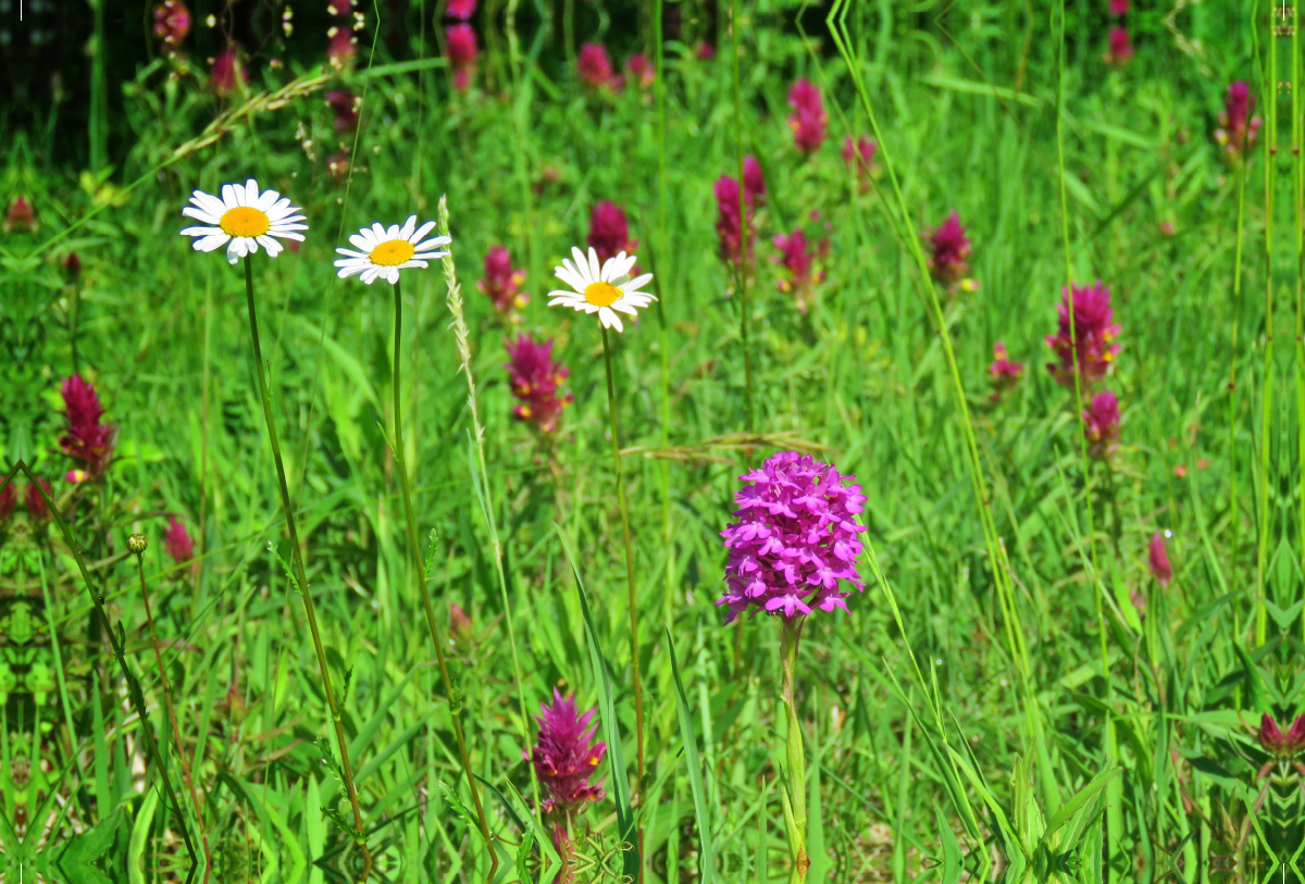 Pyramiden-Orchis in bunter Gesellschaft