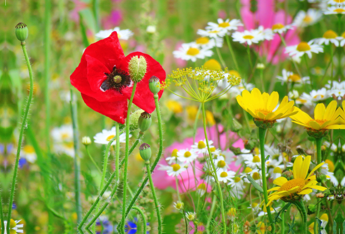 Bunte Blumenwiese