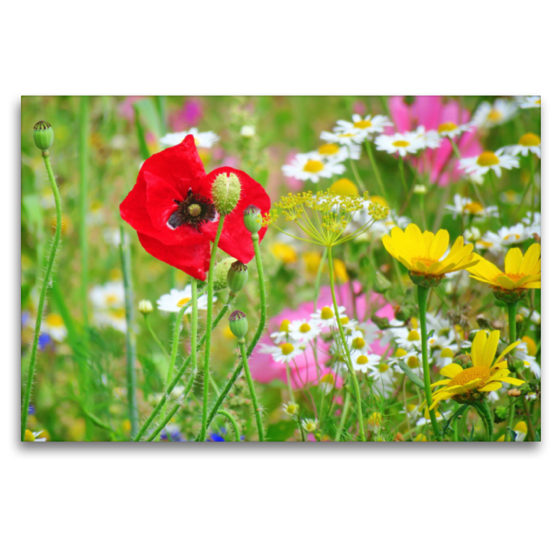 Bunte Blumenwiese