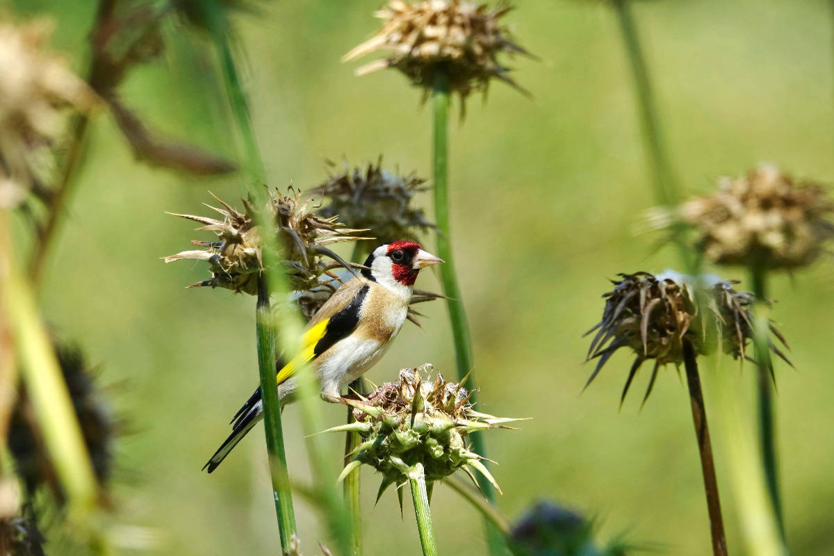 Distelfink auf Distel