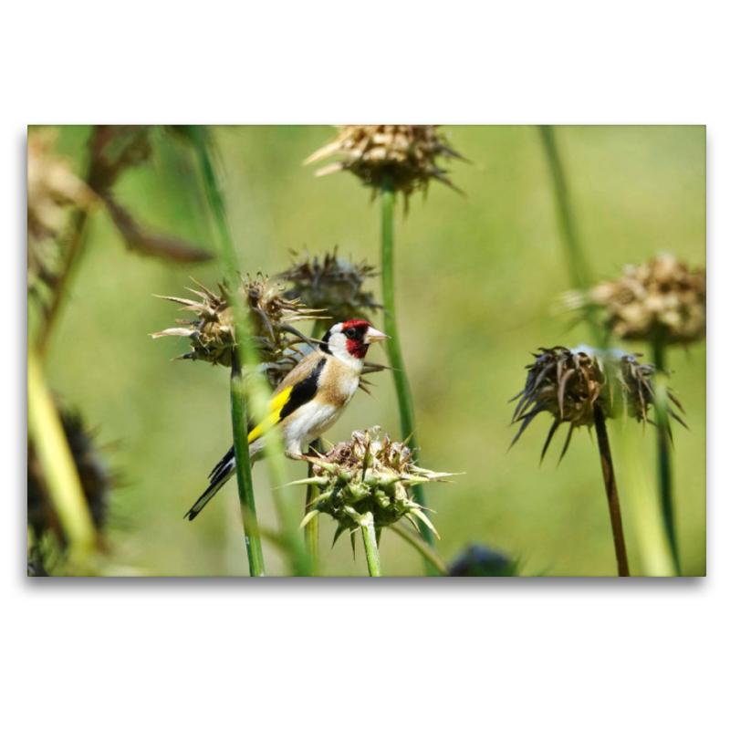 Distelfink auf Distel