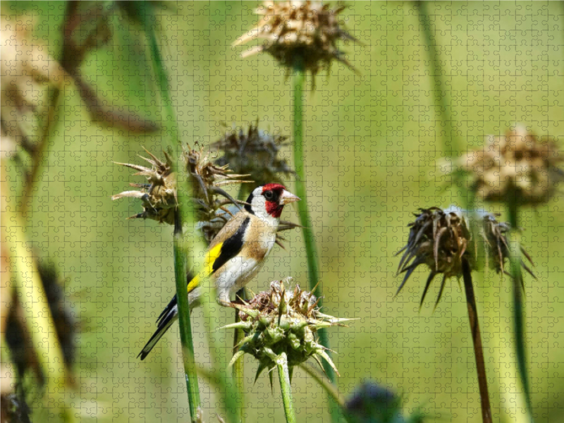 Distelfink auf Distel