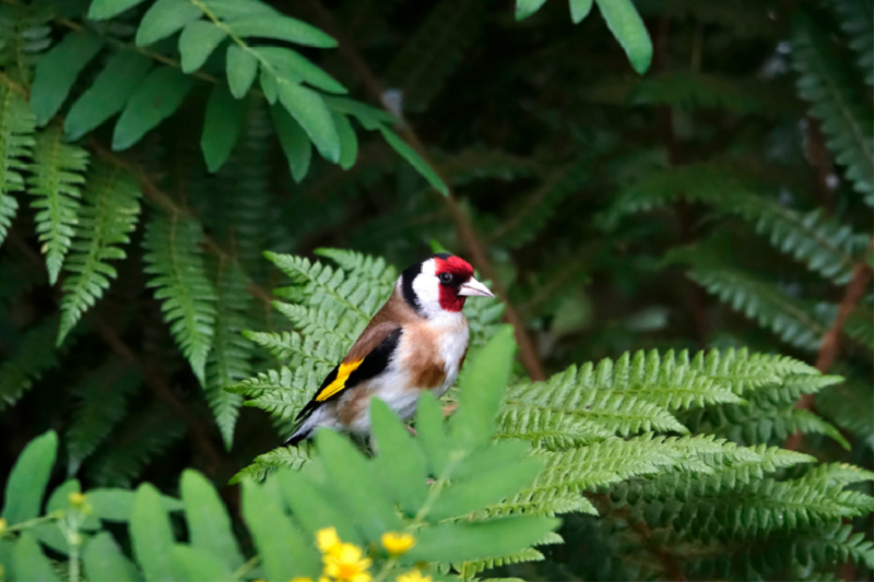 Distelfink als Parkbesucher