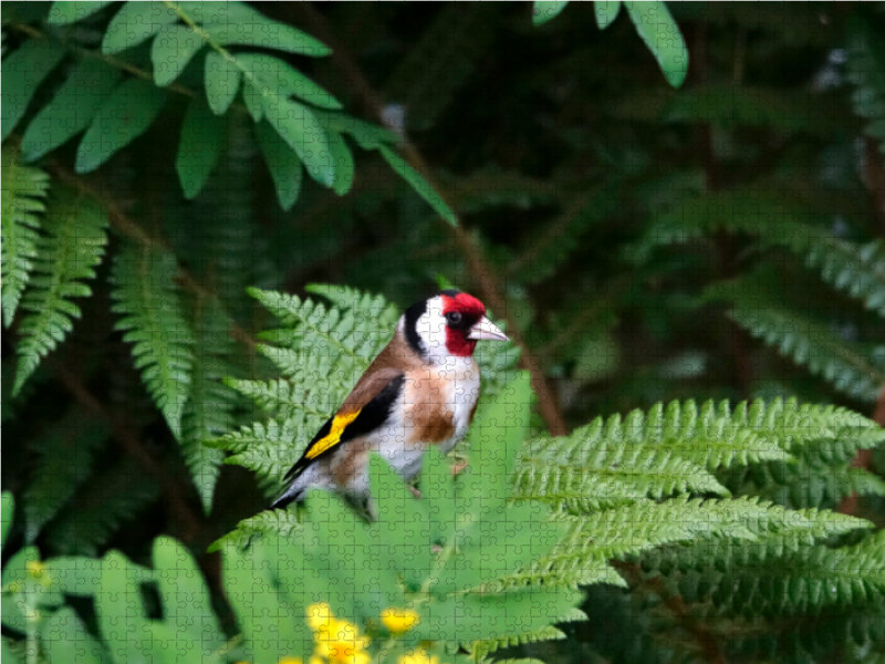 Distelfink als Parkbesucher