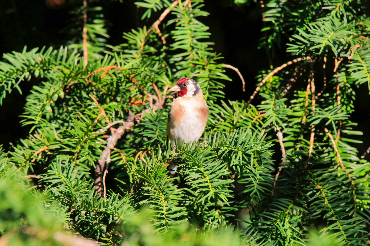 Distelfink im Nadelbaum