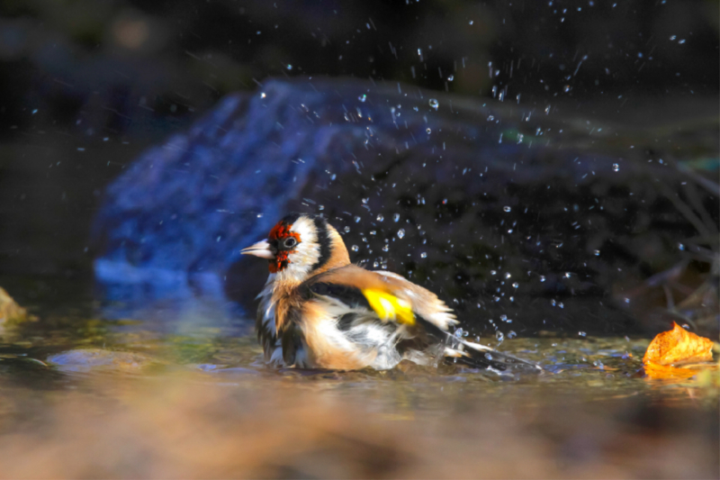 Distelfink beim Baden