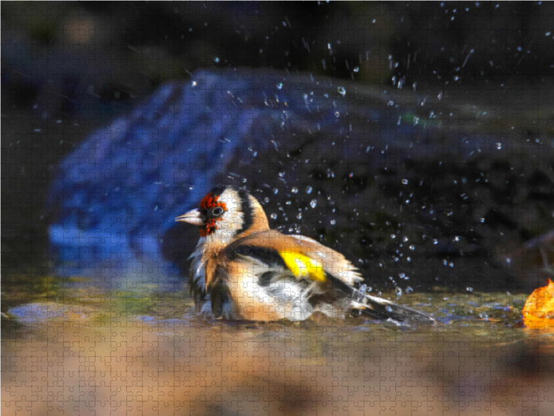 Distelfink beim Baden