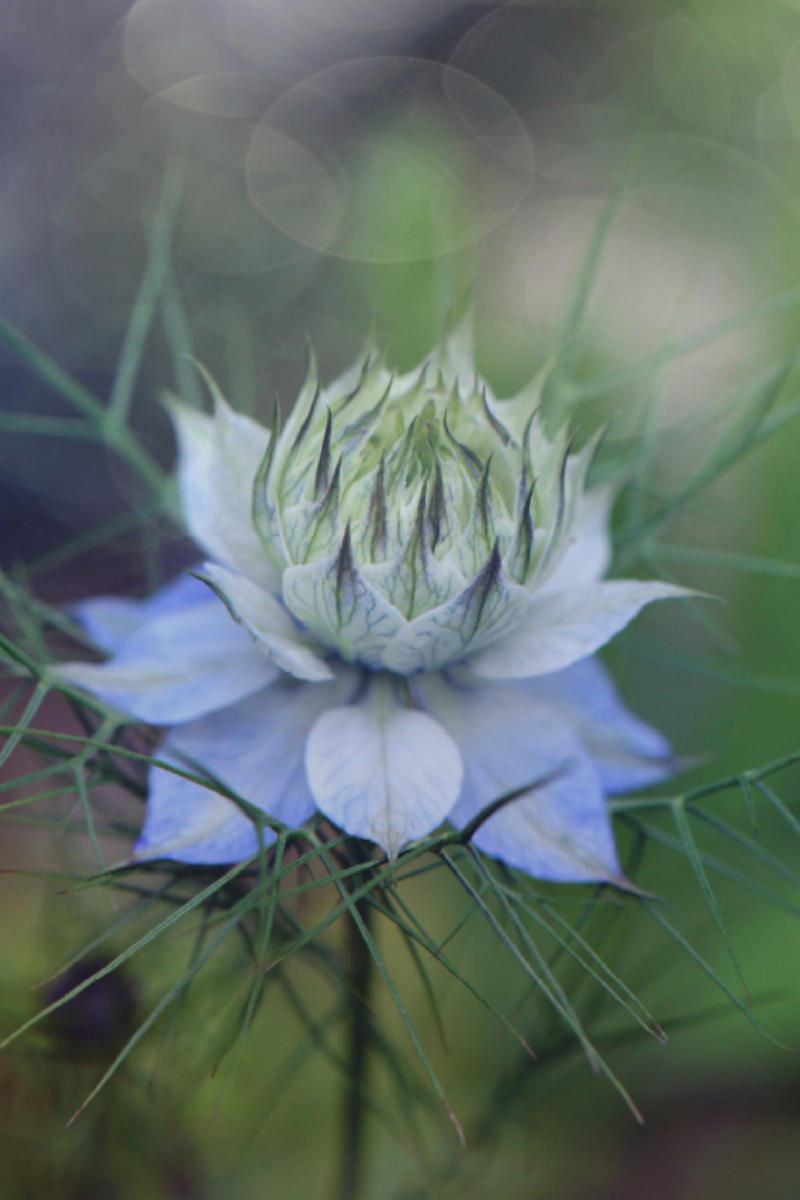 Die aparte Jungfer im Grünen (Nigella)