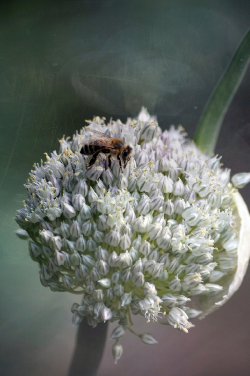 Blüte des Zwiebellauchs fasziniert durch tausend kleine Sternchen