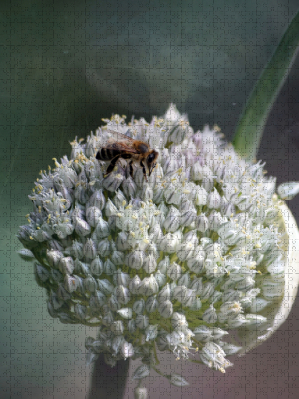 Blüte des Zwiebellauchs fasziniert durch tausend kleine Sternchen