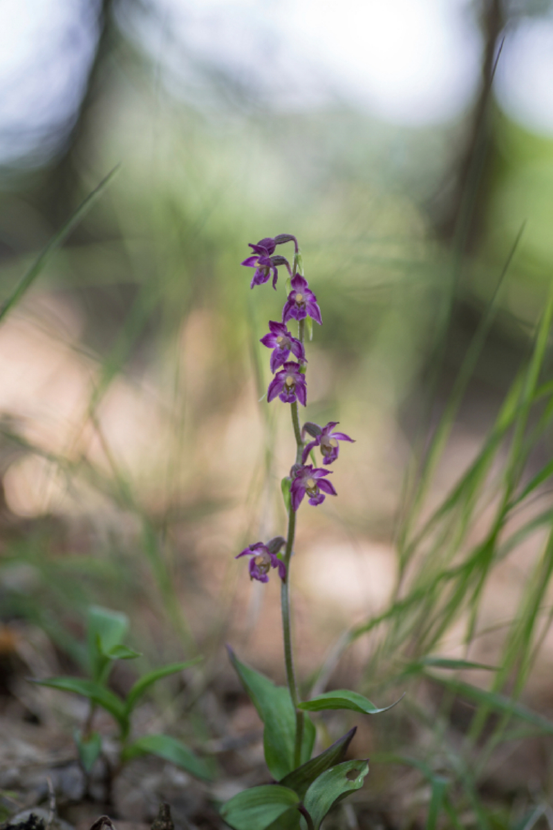 Rotbraune Stendelwurz