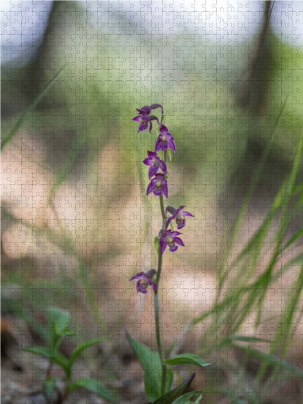 Rotbraune Stendelwurz