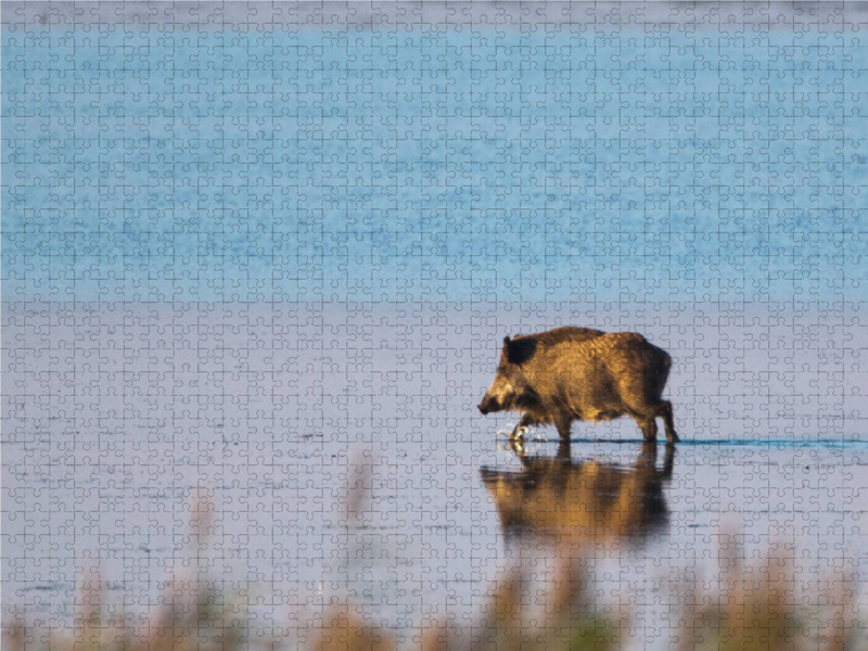 Wildschwein am Pramort