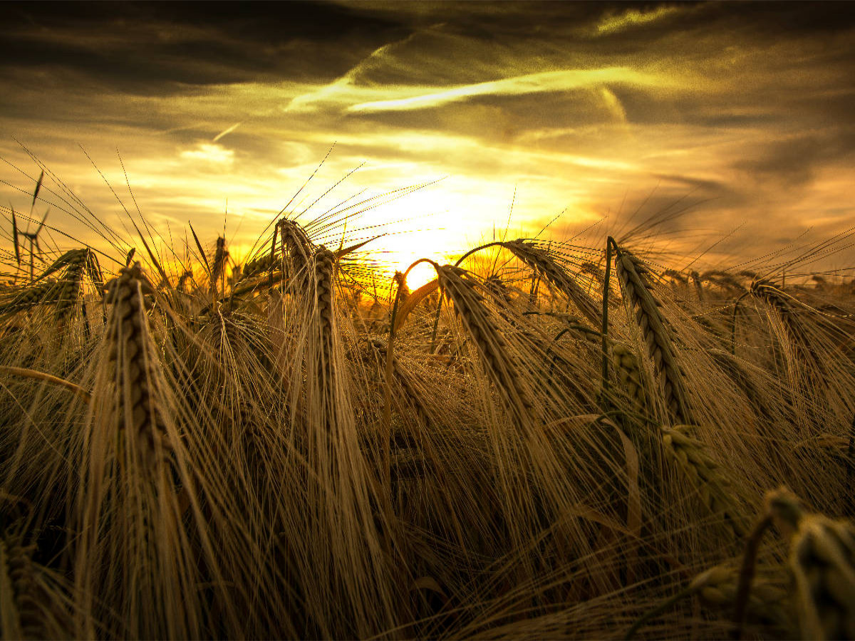 Kornfeld am Abend