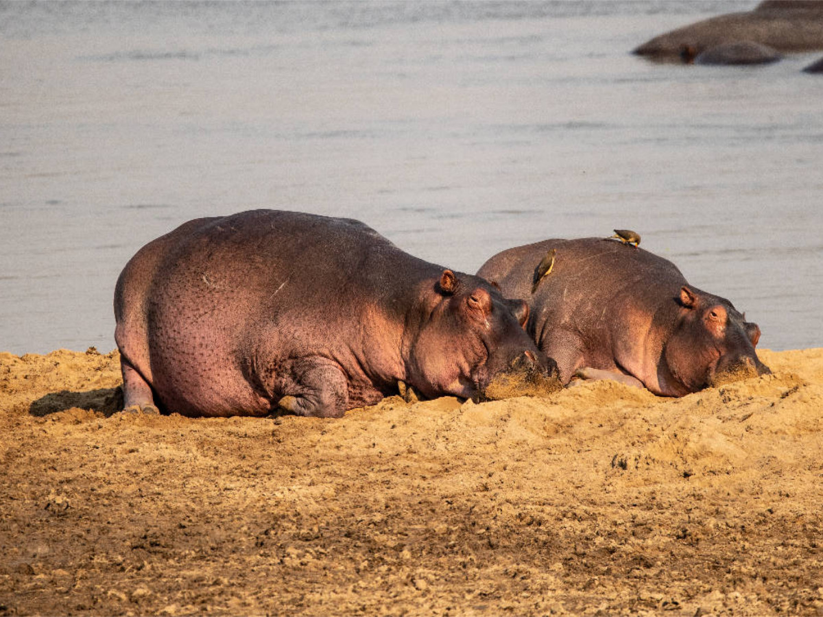 Ein Motiv aus dem Kalender Hippos im südlichen Afrika