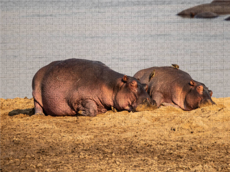 Ein Motiv aus dem Kalender Hippos im südlichen Afrika