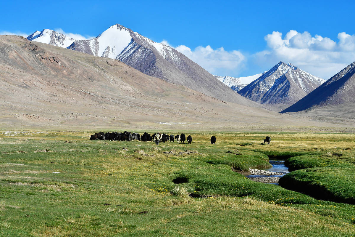 Sommerweide, Uch Kol, Wakhan Korridor, Tadschikistan