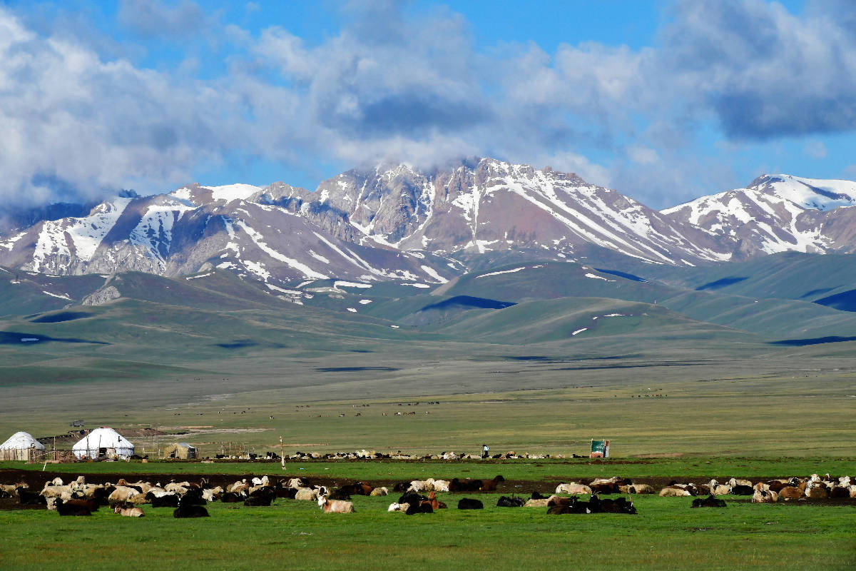 Sommerweide, Song Kul, Kirgisistan