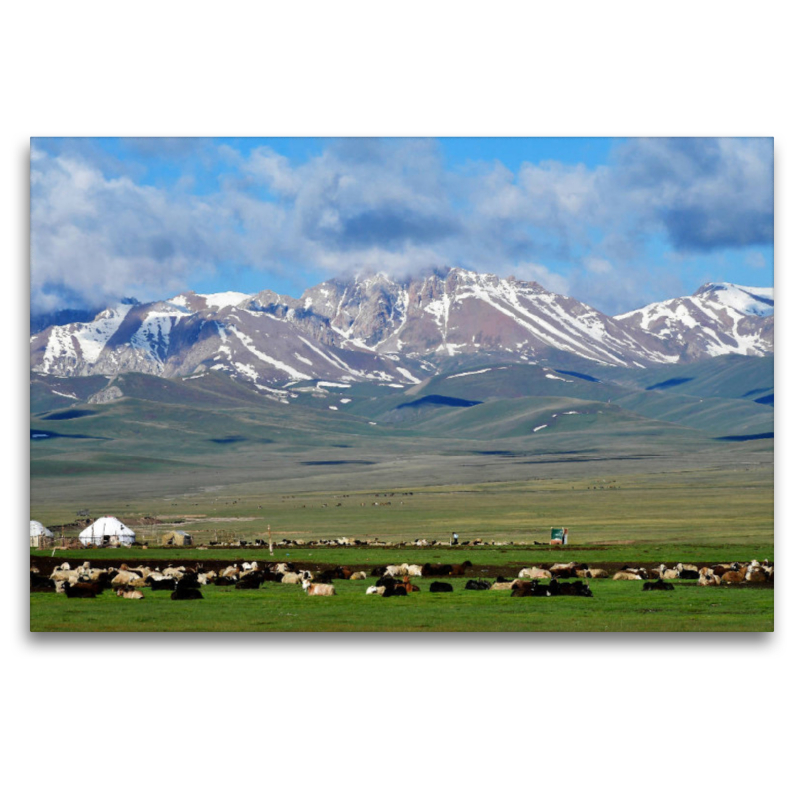 Sommerweide, Song Kul, Kirgisistan