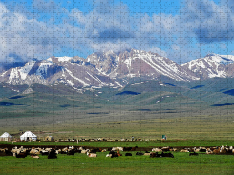 Sommerweide, Song Kul, Kirgisistan