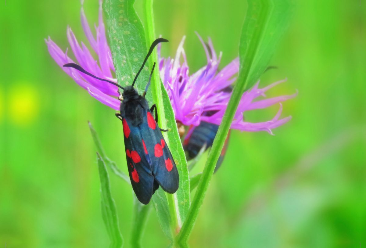 Flockenblume und Widderchen