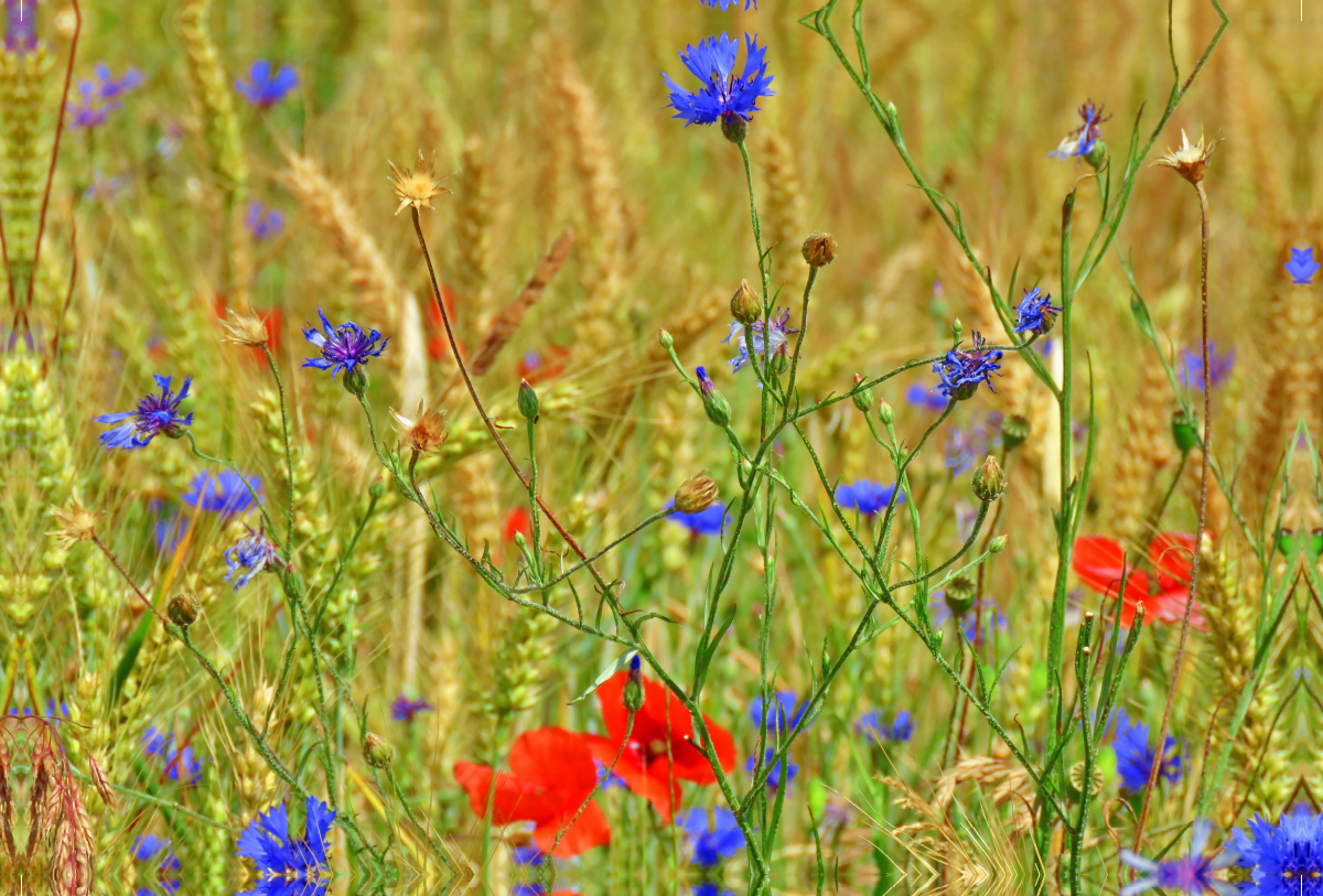 Kornblumen und rote Mohntupfen