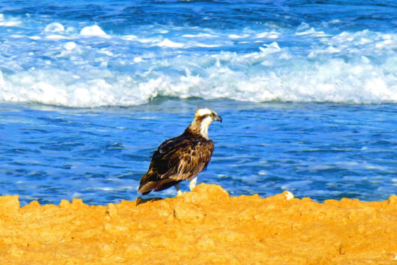 Fischadler / Marsa Alam / Ägypten