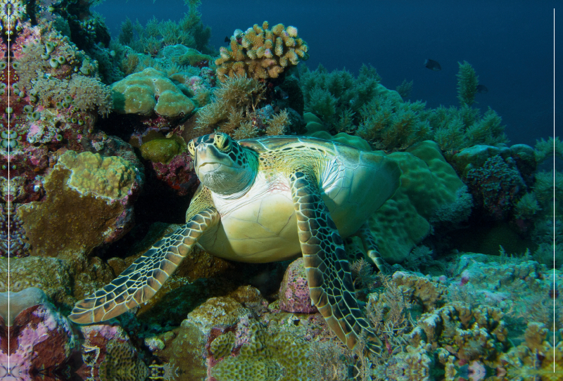 Unterwasserfotografie einer Meeresschildkröte in einem Korallenriff vor Palau