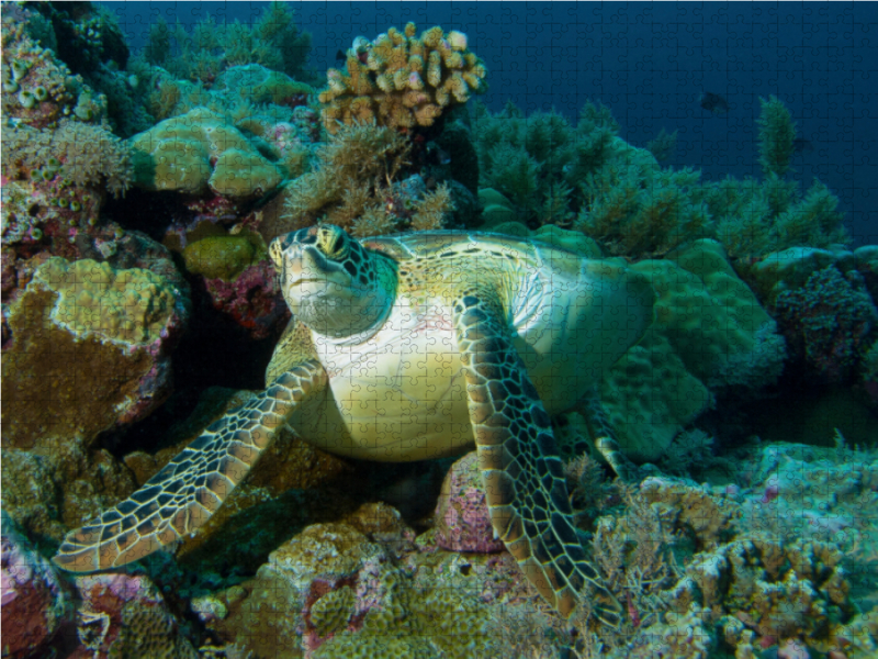 Unterwasserfotografie einer Meeresschildkröte in einem Korallenriff vor Palau