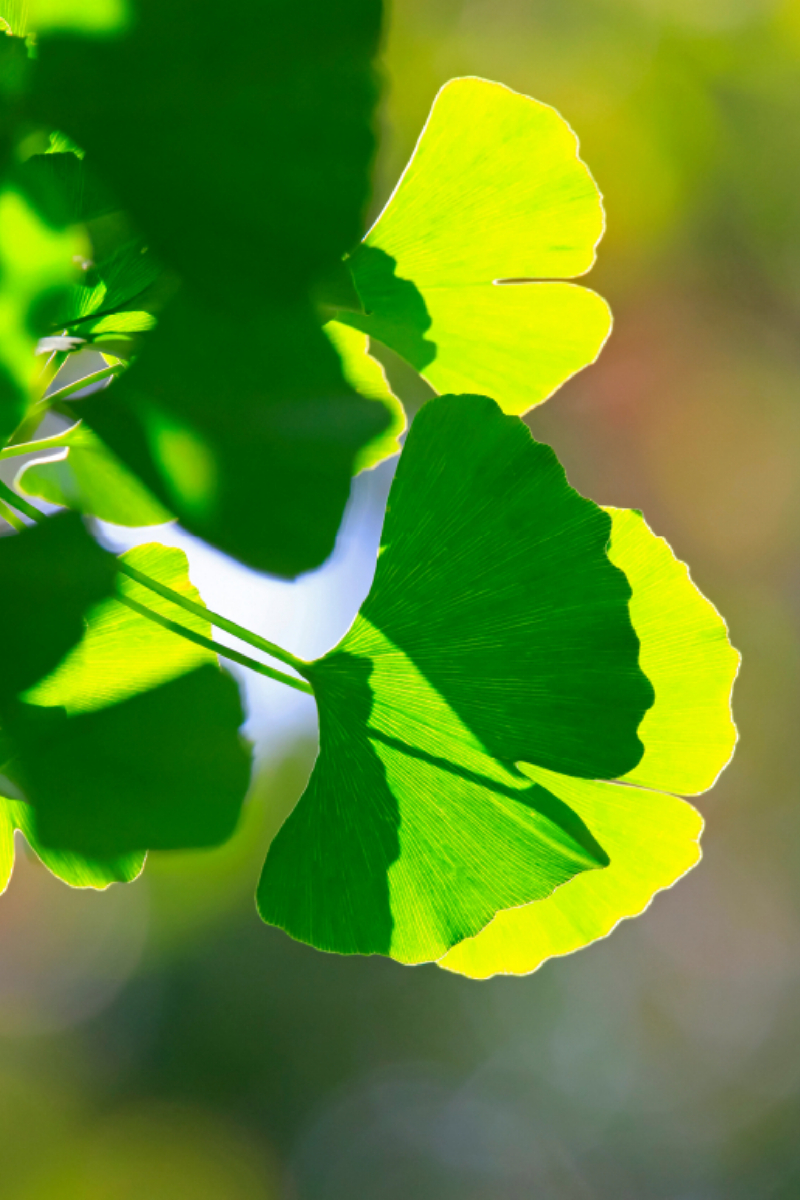 Ginkgoblätter durchleuchtet