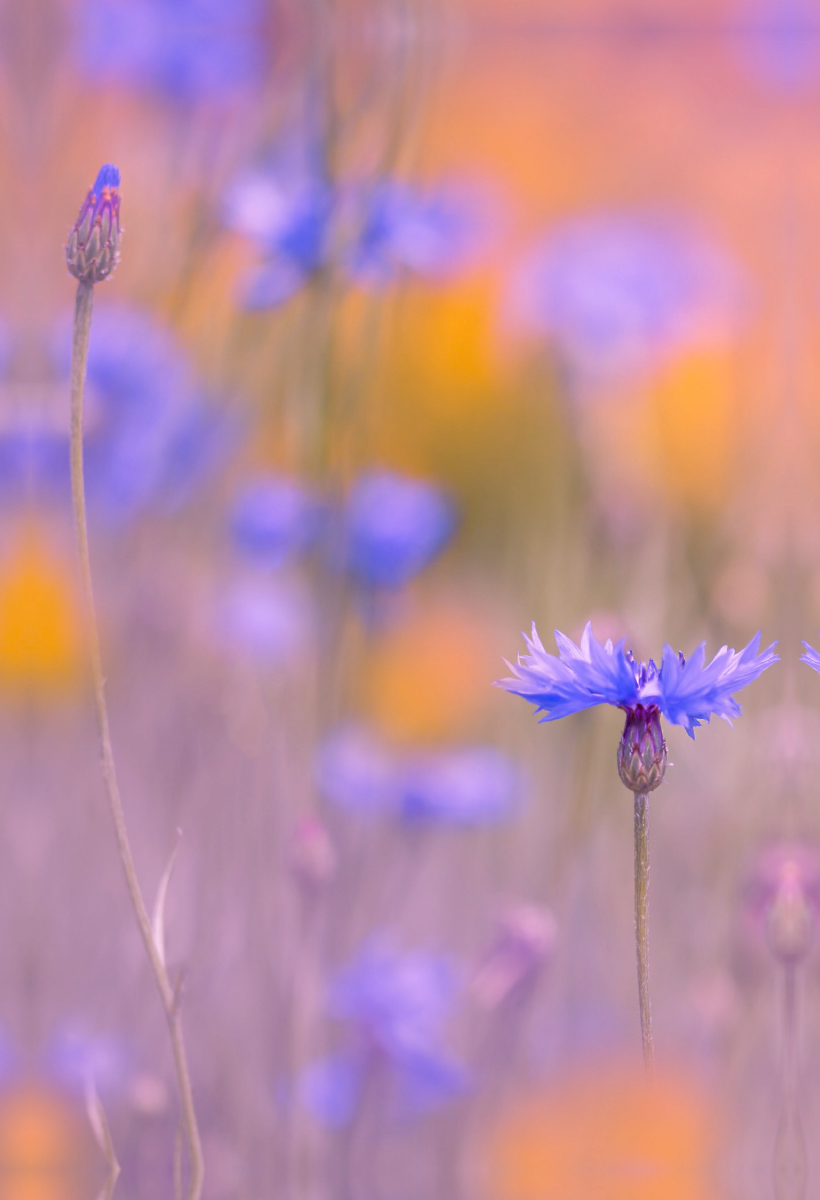 Kornblumen im Feld