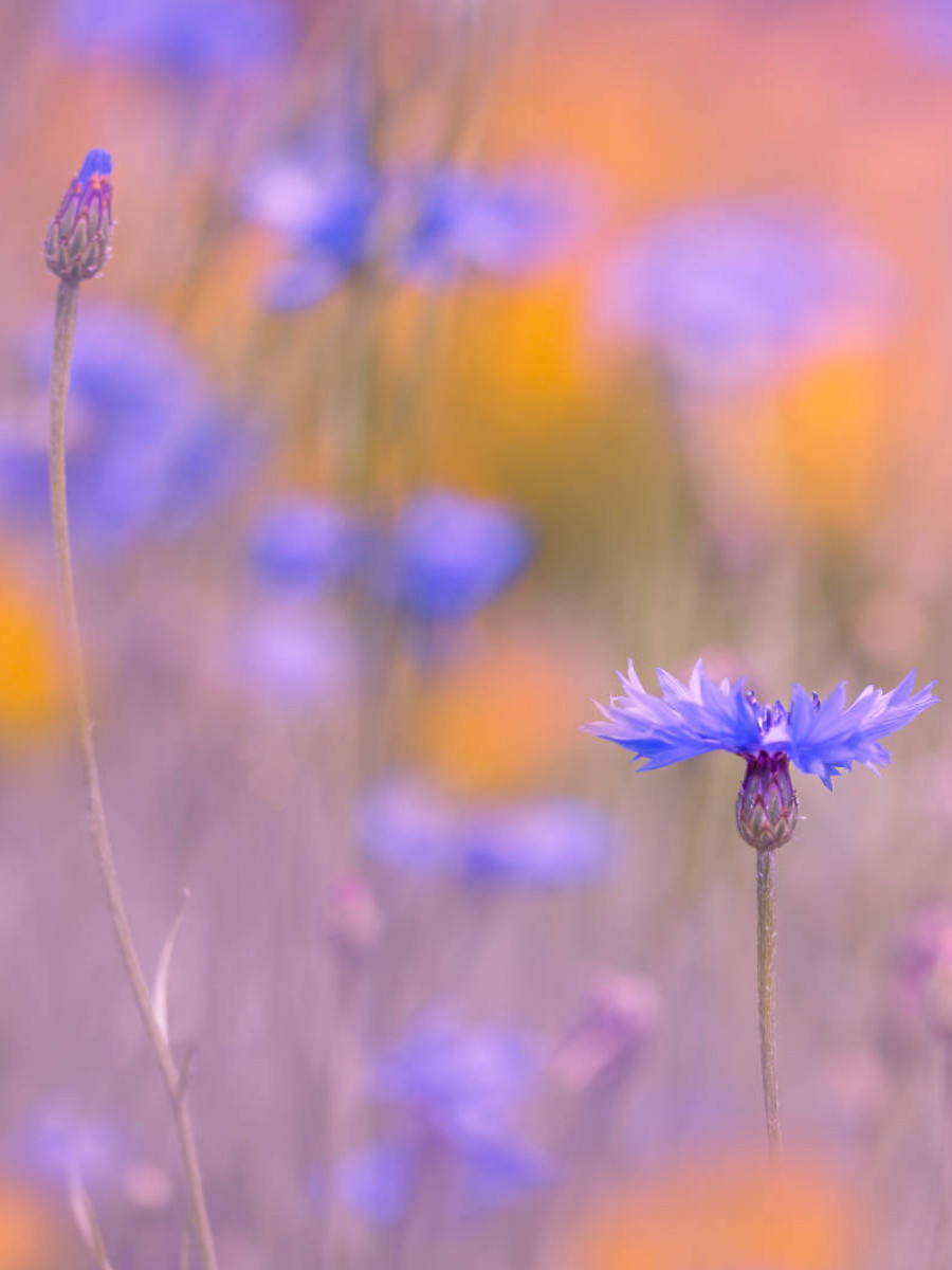 Kornblumen im Feld