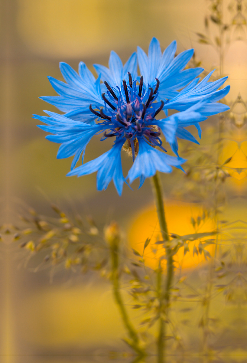 Blaue Kornblume