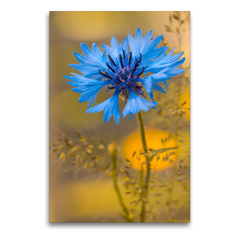 Blaue Kornblume