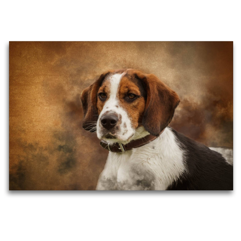 Englischer Beagle