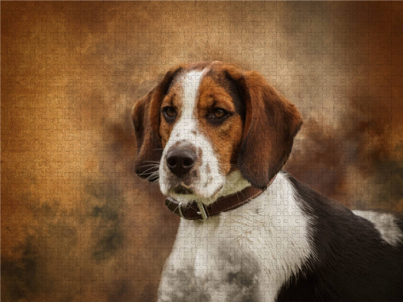 Englischer Beagle