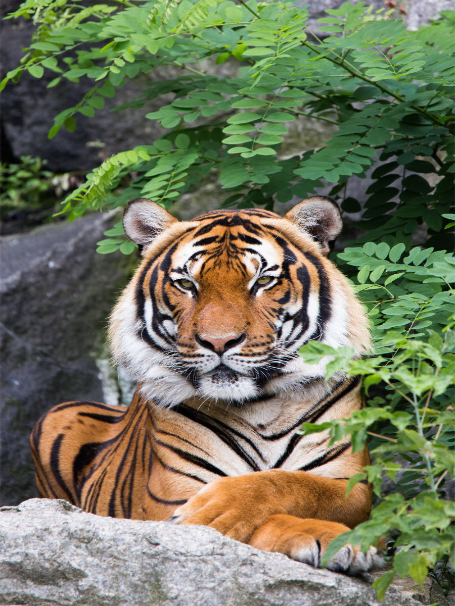 Ein Motiv aus dem Kalender Der Tiger - ein gestreifter Jäger