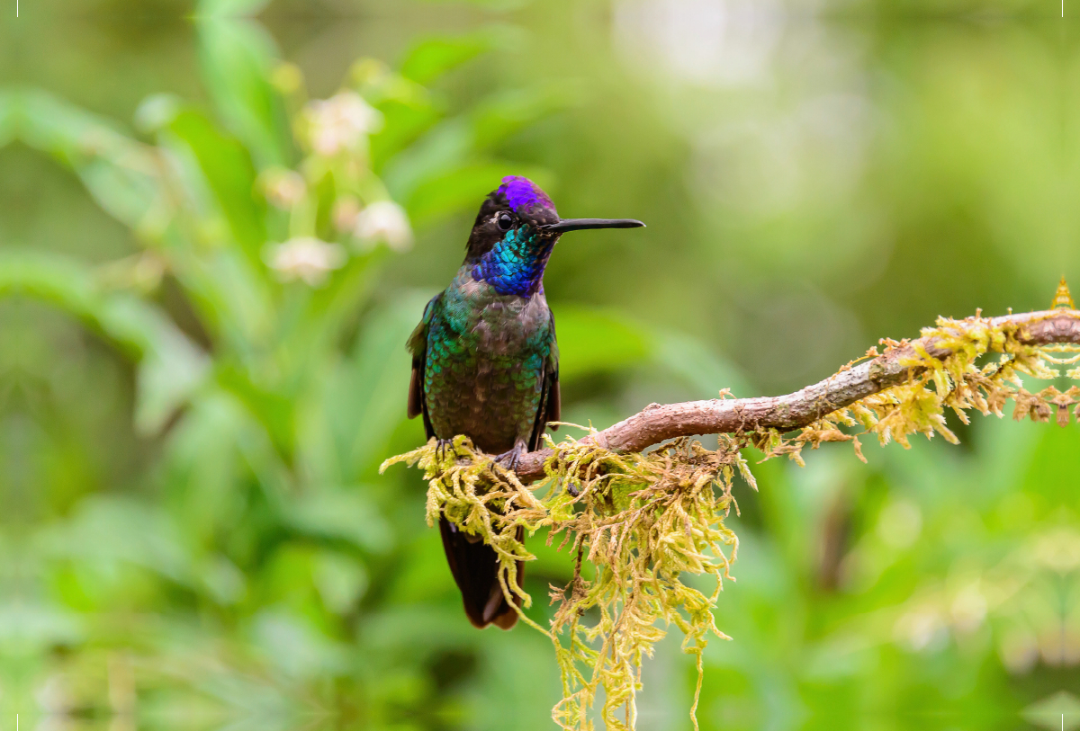 Violettkron-Brillantkolibri, Costa Rica