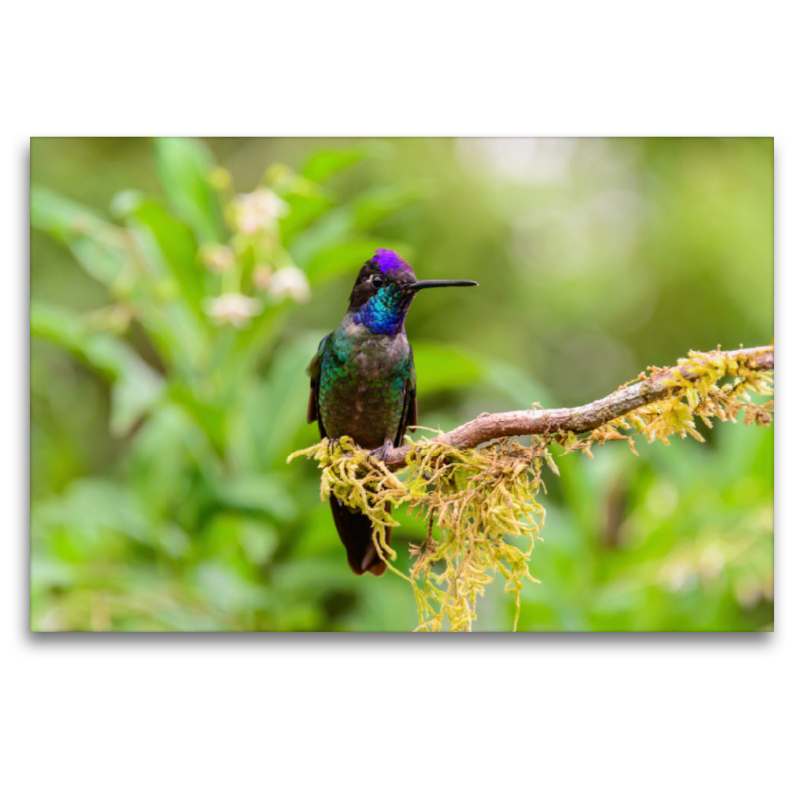 Violettkron-Brillantkolibri, Costa Rica