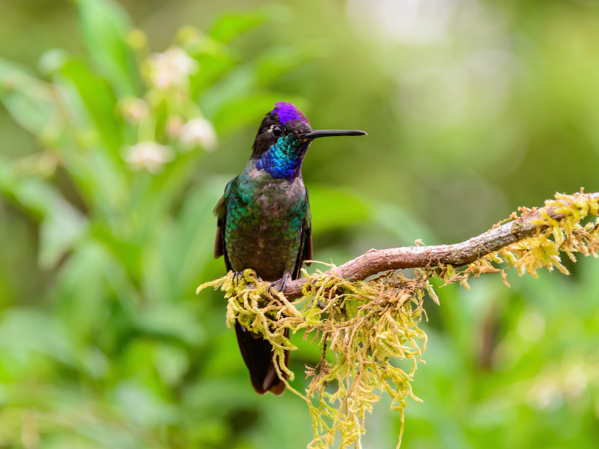 Violettkron-Brillantkolibri, Costa Rica