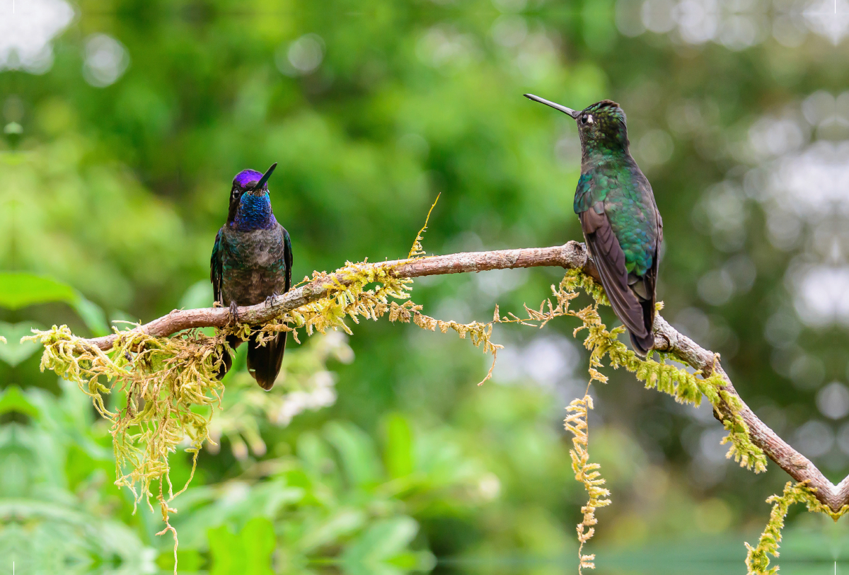 Violettkron-Brillantkolibris, Costa Rica