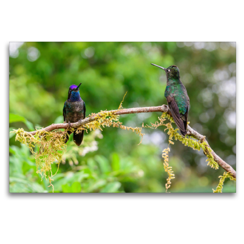 Violettkron-Brillantkolibris, Costa Rica