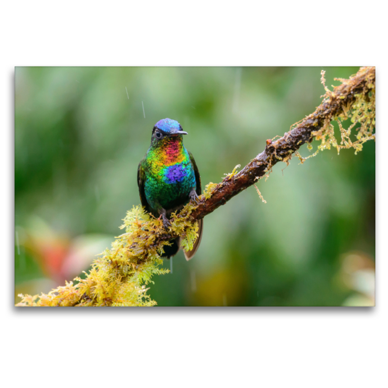 Feuerkehlkolibri, Costa Rica