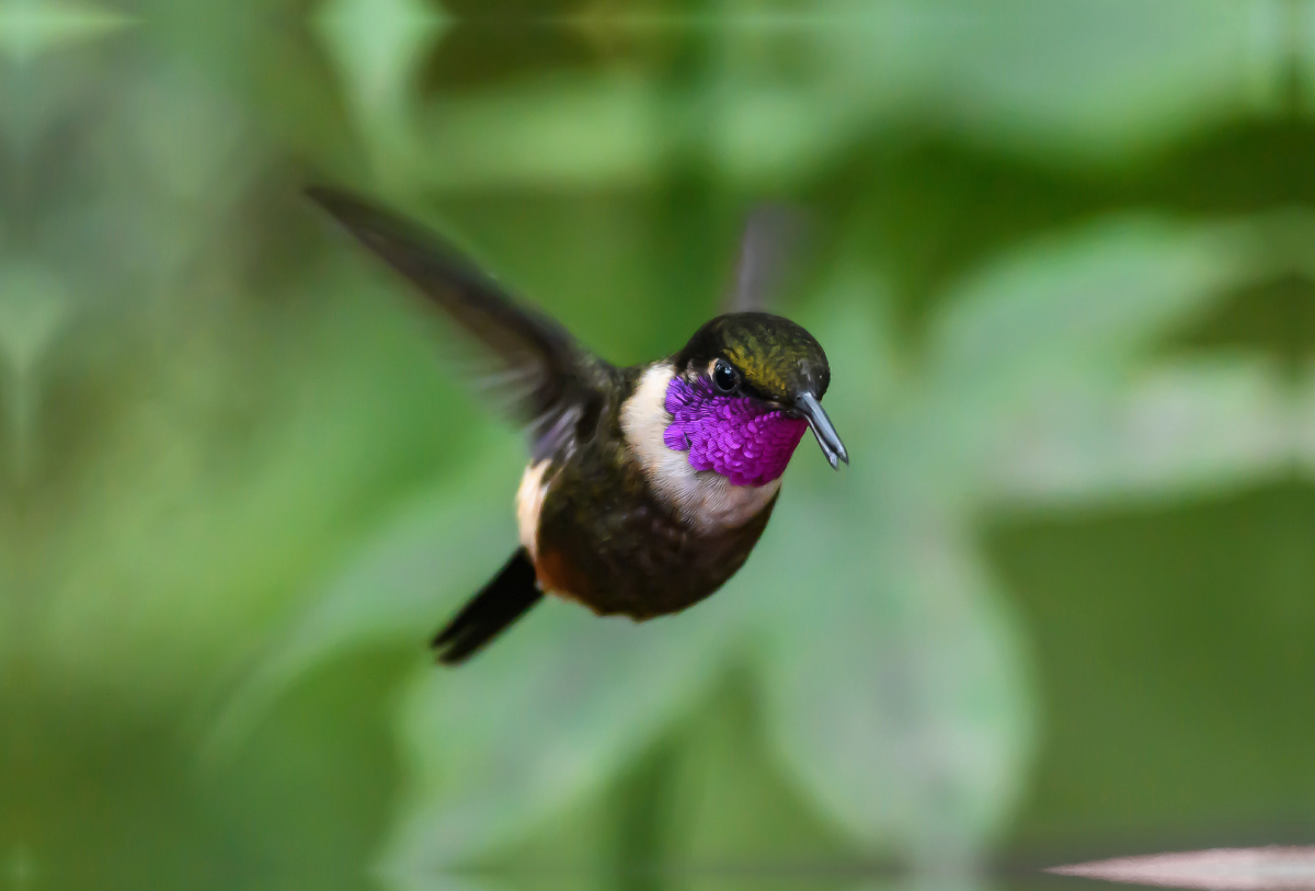 Purpurkehl-Sternkolibri im Schwirrflug, Ecuador